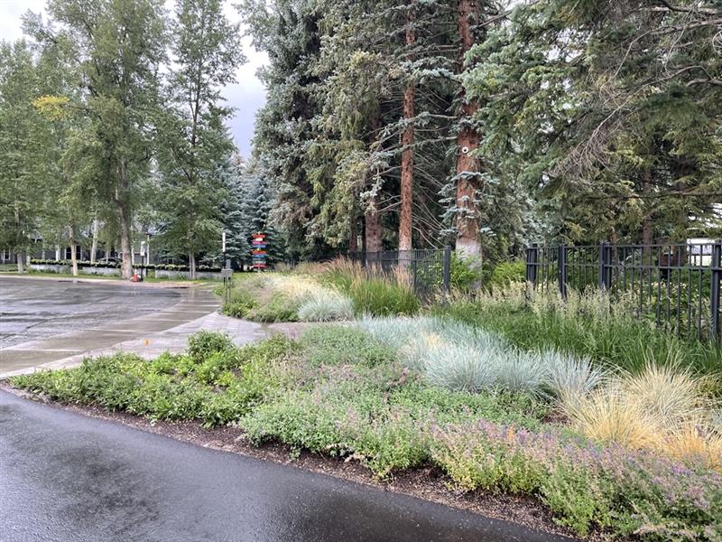 Turf Alternative Example